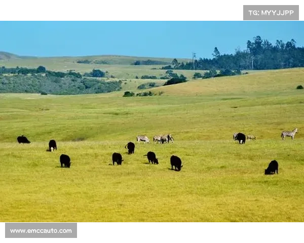 加拿大联赛尼亚加拉瀑布队惜败渥太华 李浩宇因伤缺阵影响比赛走势